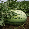 新疆大西瓜10斤 商品缩略图2