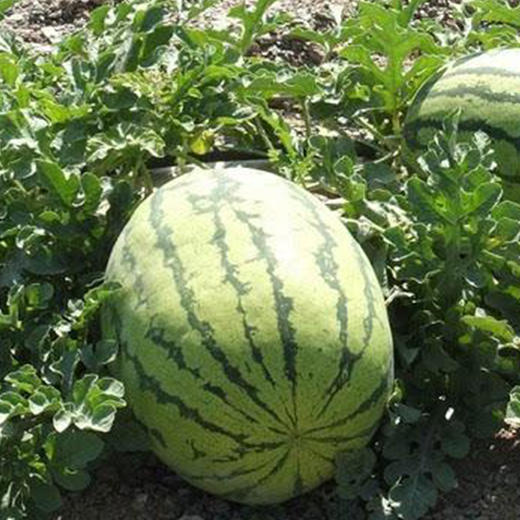 新疆大西瓜10斤 商品图1