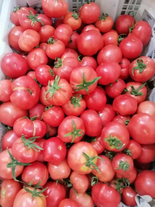 生态种植草莓番茄5斤装 商品图1