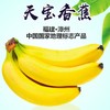 【农道好物精选】天宝香蕉 农家青香蕉现砍现发 5斤 到货自行催熟 告别工业催熟 商品缩略图0