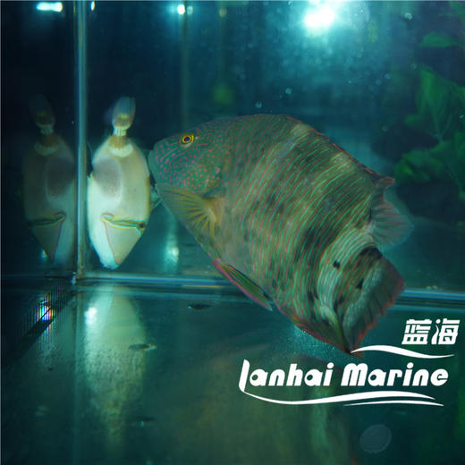 假苏眉 商品图5