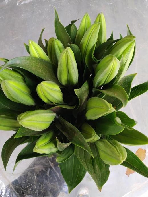 马龙百合-10枝/扎 - 阅花鲜花