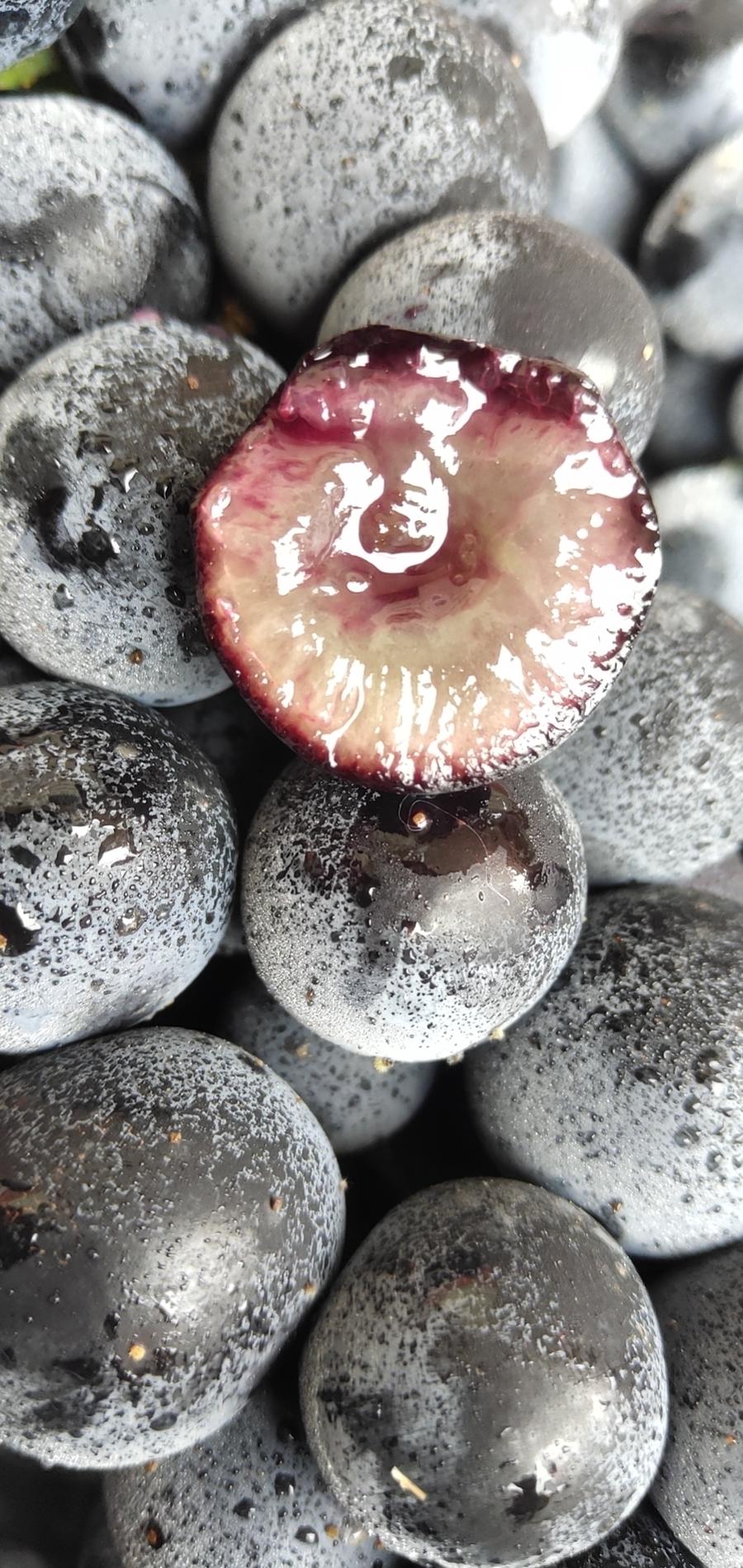 【沪苏浙皖包邮】云南无籽蓝莓葡萄,汁多饱满,纯甜无酸,富含花青素!