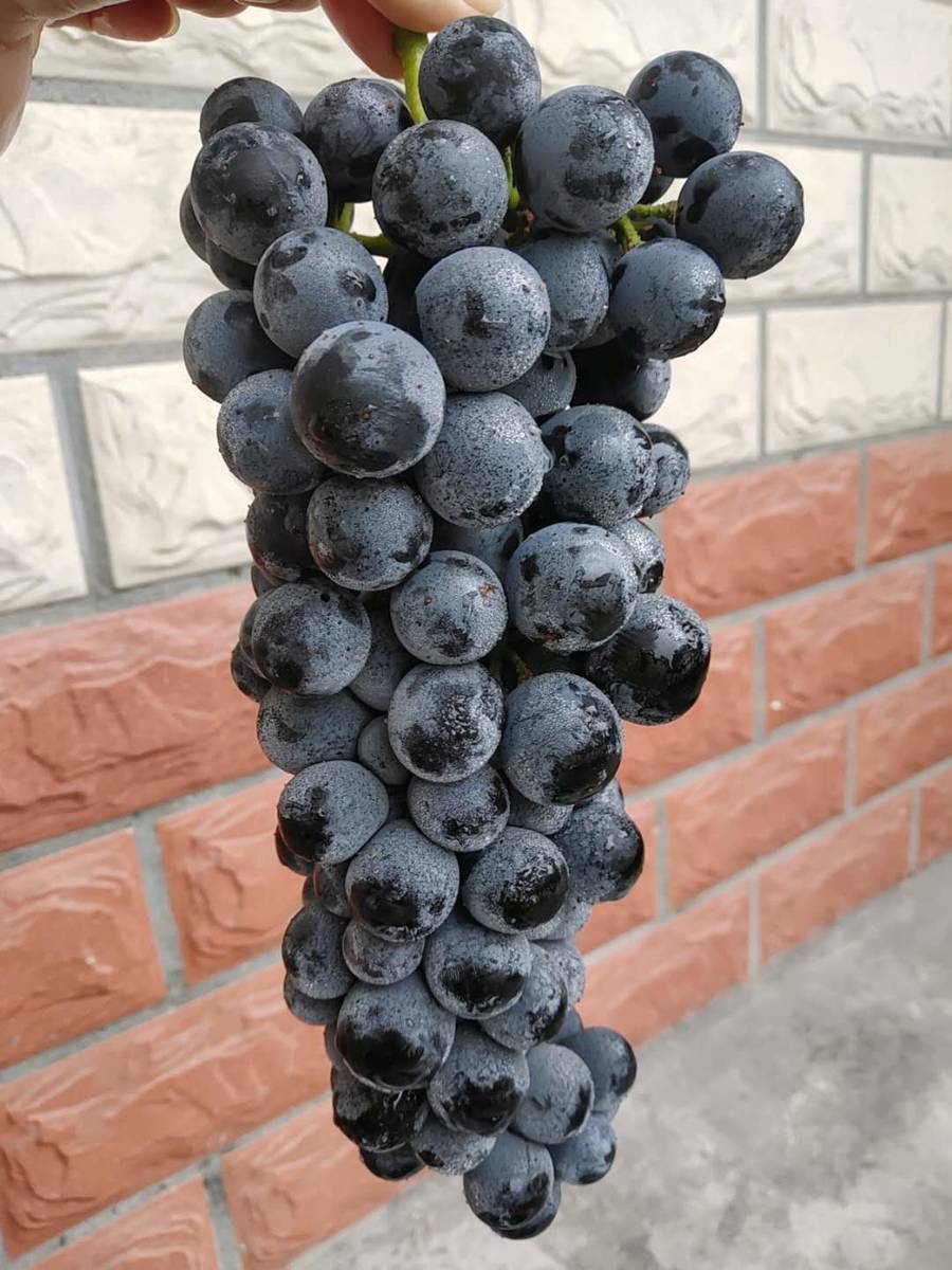 【沪苏浙皖包邮】云南无籽蓝莓葡萄,汁多饱满,纯甜无酸,富含花青素!