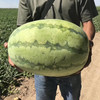 新疆大西瓜10斤 商品缩略图4
