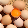 农家五谷喂养 北京油鸡蛋  含卵磷脂  蛋黄个儿大  蛋香醇厚  绵蜜细腻  包邮 30枚 商品缩略图5