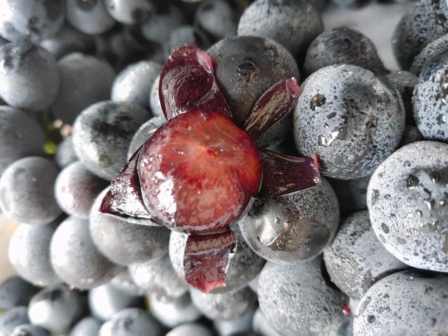【沪苏浙皖包邮】云南无籽蓝莓葡萄,汁多饱满,纯甜无酸,富含花青素!
