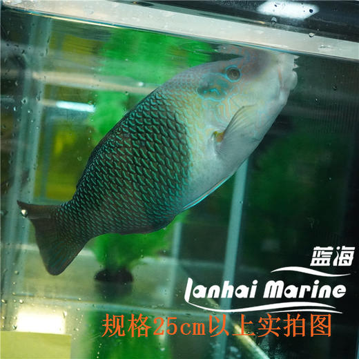 熊猫龙 商品图7