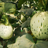 月露流星瓜6斤左右2-3个包装新疆直发 商品缩略图1