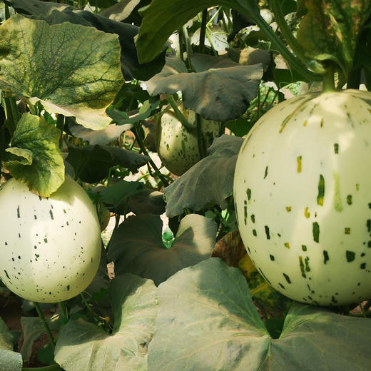 月露流星瓜6斤左右2-3个包装新疆直发 商品图1