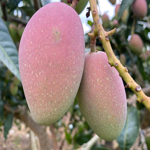 【广西·田阳 小贵妃芒果 扶贫助农】5斤/9斤装 皮薄多汁 清爽绵甜