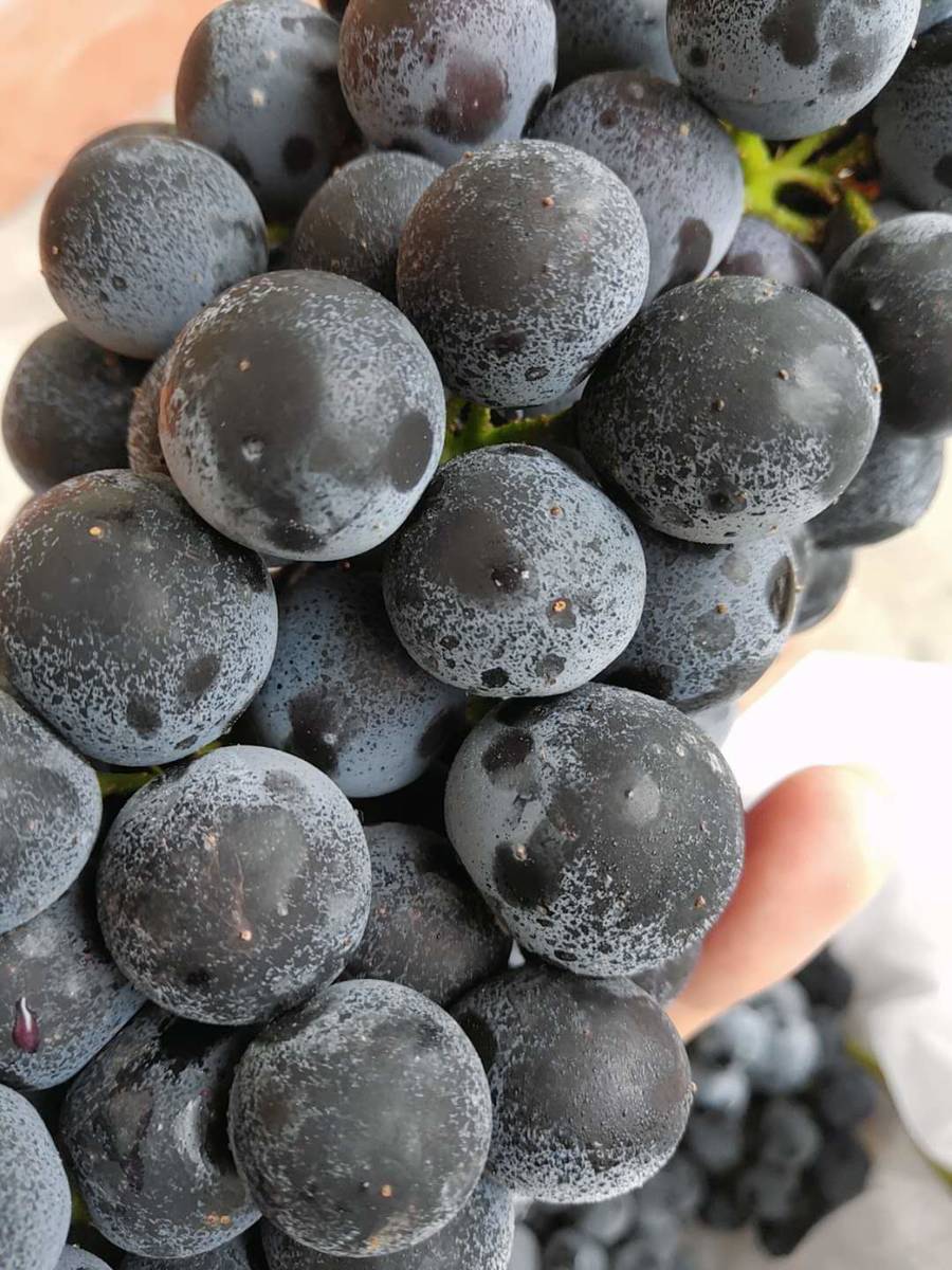 【沪苏浙皖包邮】云南无籽蓝莓葡萄,汁多饱满,纯甜无酸,富含花青素!