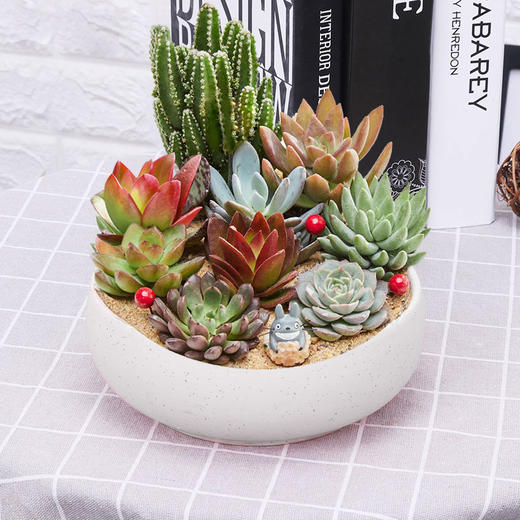 小多肉组合盆栽-萌肉嘟嘟室内植物含花盆生日礼物(品种盆子随机)