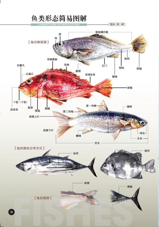 菜市场鱼图鉴 商品图1