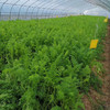 【基地直发】 有机蔬菜 胡萝卜4斤/6斤/10斤装欧盟认证 包邮 商品缩略图5