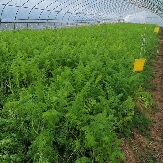 【基地直发】 有机蔬菜 胡萝卜4斤/6斤/10斤装欧盟认证 包邮 商品图5