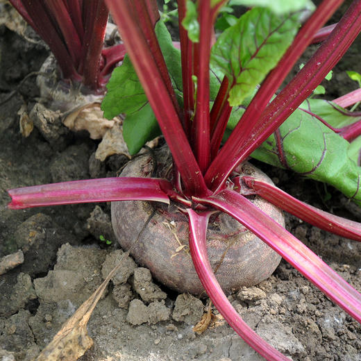 包邮【基地直发】 有机蔬菜 现摘现发甜菜根4斤/6斤/10斤装欧盟认证 商品图4