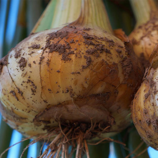 彩虹雨 北京农场 有机蔬菜 黄洋葱4斤/6斤/10斤装 欧盟认证包邮 商品图3