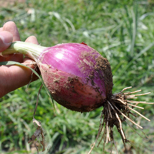 包邮【基地直发】有机蔬菜 紫洋葱4斤/6斤/10斤装欧盟认证 商品图4