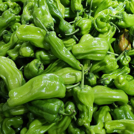农家新鲜虎皮青椒现摘青皮泡椒辣椒薄皮微辣