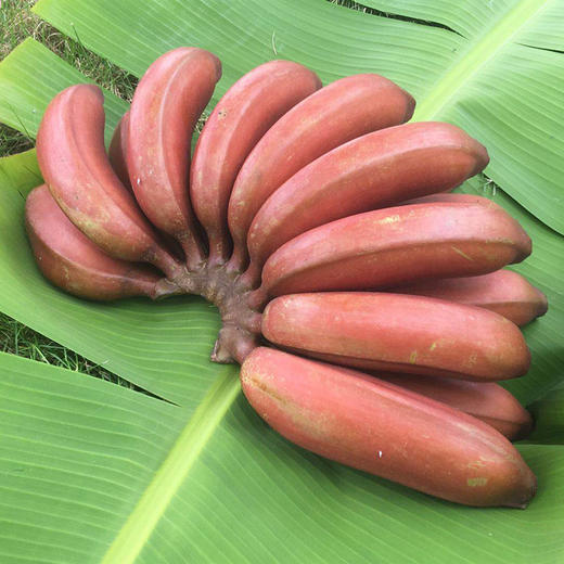 红美人香蕉福建漳州红香蕉5斤装约15根左右现摘包邮