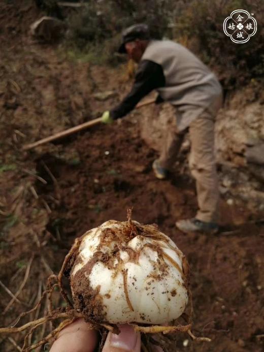 新鲜现挖兰州百合中2斤装百合 商品图1