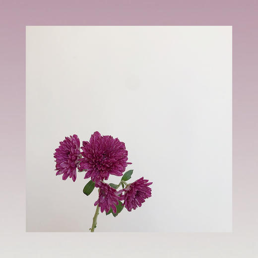 雏菊🌼 商品图3