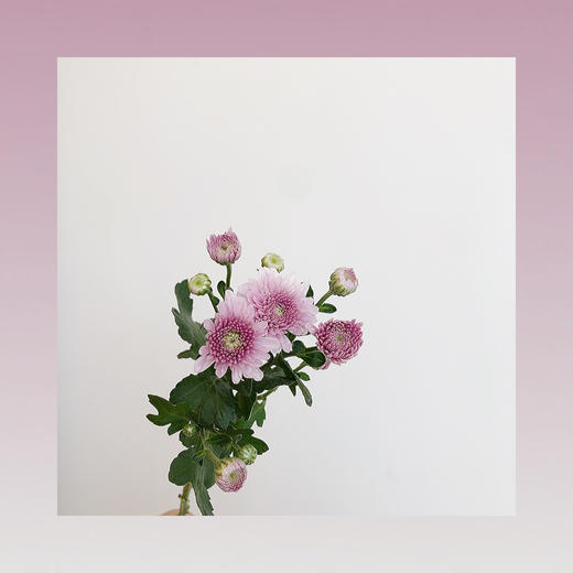 雏菊🌼 商品图2