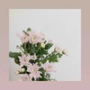 雏菊🌼 商品缩略图1