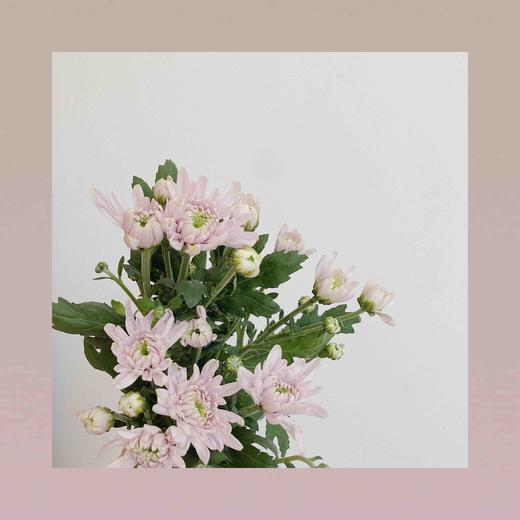 雏菊🌼 商品图1