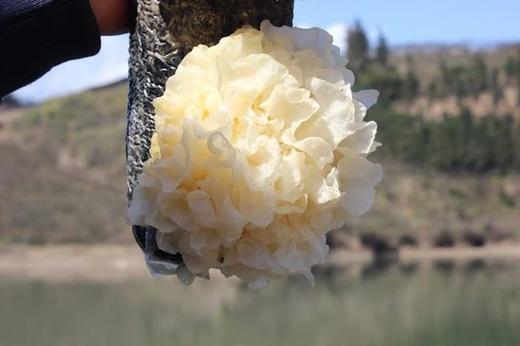 （5朵送1朵）鲜银耳5颗装（单朵120g以上） 商品图3