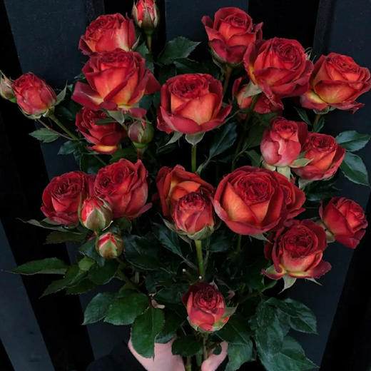 云南鲜花 基地直发 水养多头玫瑰 巧克力泡泡【10枝】