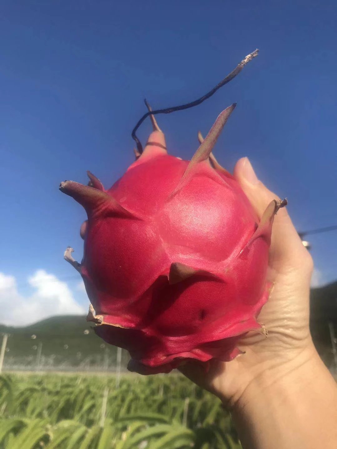 【海南金都一号】红心火龙果，5斤/8斤，甜度高达20+，顺丰包邮