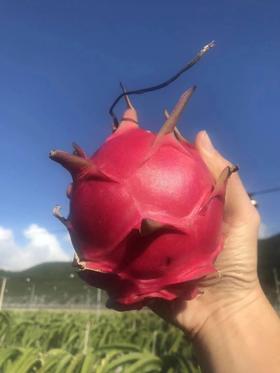 【海南金都一号】红心火龙果，5斤/8斤，甜度高达20+，顺丰包邮