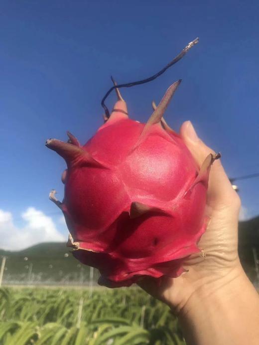 【海南金都一号】红心火龙果，5斤/8斤，甜度高达20+，顺丰包邮 商品图0