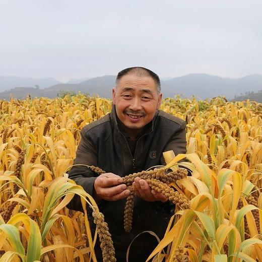 陕北窑洞老种小米，古法种植，不同于市面上的小米，粘稠度极高，香味浓郁 2袋10斤装 百世汇通全国包邮 商品图3