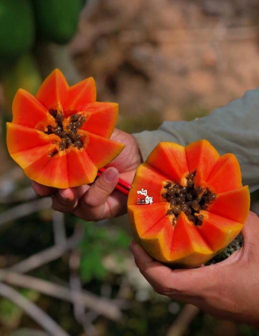 【海南老树牛奶树上熟木瓜】8斤装，约3-7个，顺丰陆运包邮 商品图0