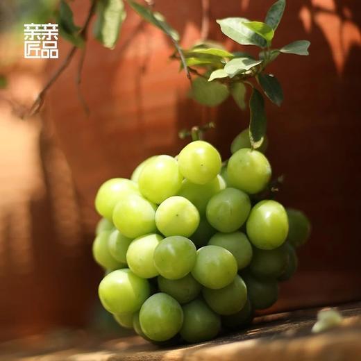 香印青提晴王来袭 超高人气，甜蜜蜜的口感，顺丰空运到你家 商品图2