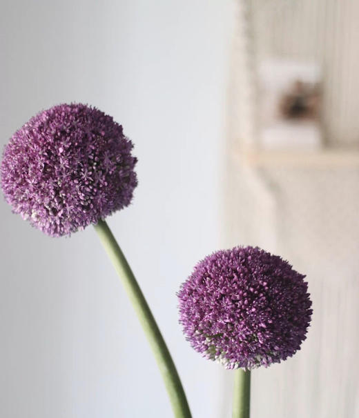 荷兰葱花 商品图3