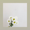 雏菊🌼 商品缩略图5