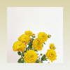 雏菊🌼 商品缩略图4