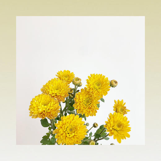 雏菊🌼 商品图4