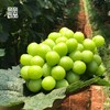 香印青提晴王来袭 超高人气，甜蜜蜜的口感，顺丰空运到你家 商品缩略图5