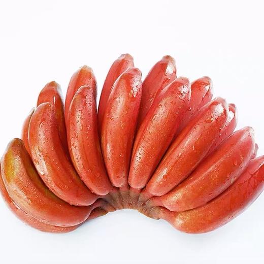 红美人香蕉福建漳州红香蕉5斤装约15根左右现摘包邮