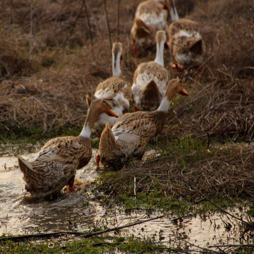 生态咸鸭蛋 （即食）| 合作生产 * Eco-salted duck egg | Coproduction 商品图3