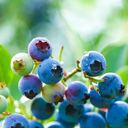 预售7天左右发货，顺丰空运，花香蓝莓脆甜，接近纯甜口感 商品图3