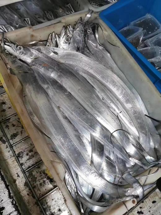 (买3斤送1斤）不锈钢钓带，新鲜可见，当天捕捞当天发货，顺丰空运 商品图1