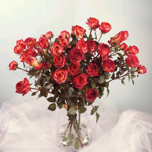 云南鲜花 基地直发 水养多头玫瑰 巧克力泡泡【10枝】