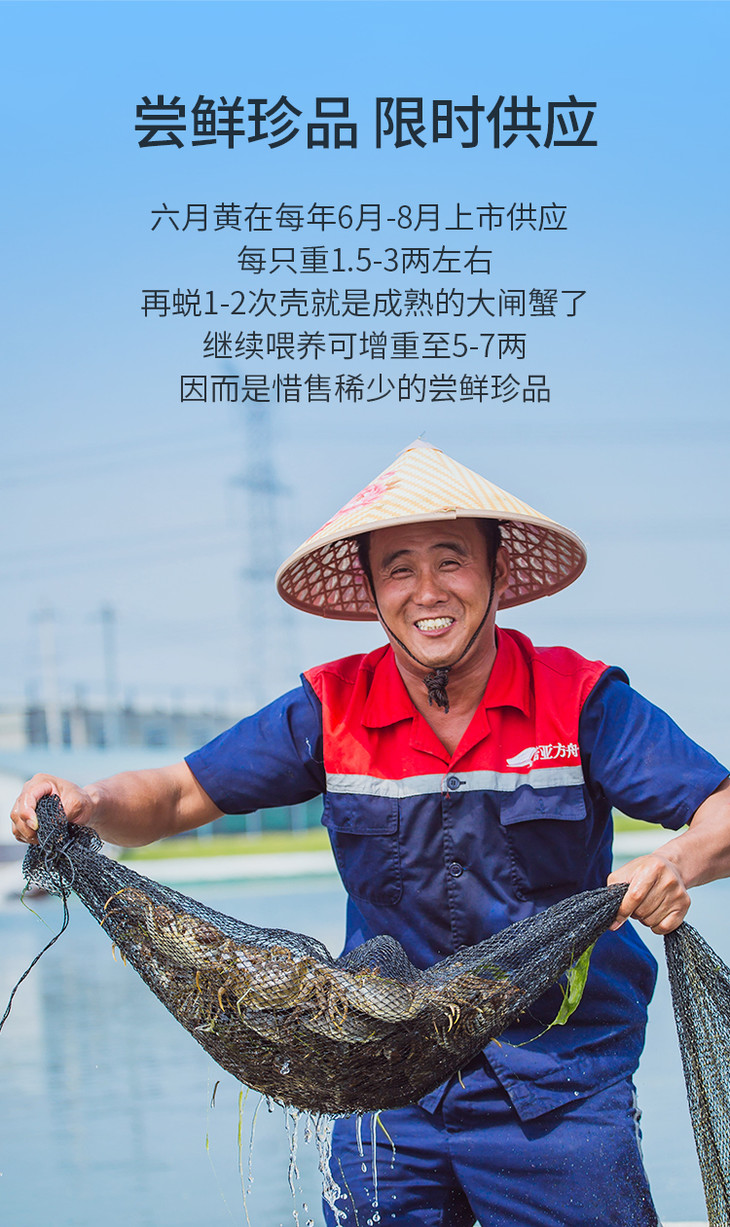 新孟河鲜活六月黄大闸蟹全公蟹1416两只礼盒装顺丰ems包邮