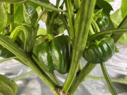 99元新鲜米蔬包邮到家 商品图1